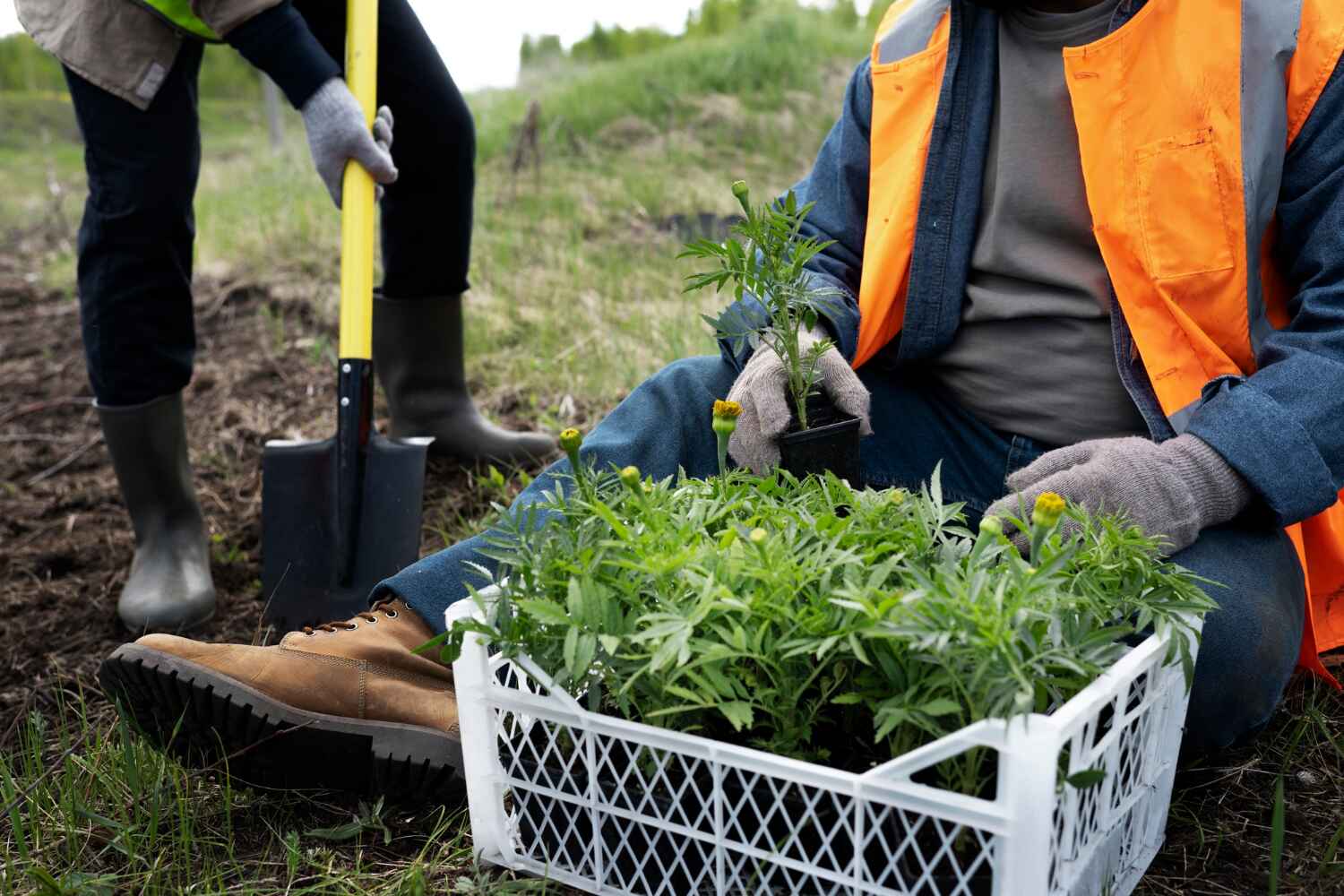 Tree Health Inspection in Stonegate, CO